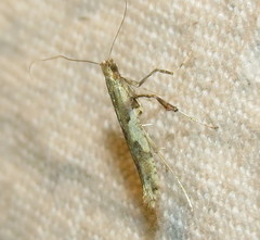 Caloptilia bimaculatella