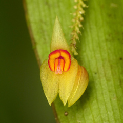 Lepanthes ballatrix