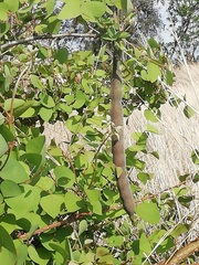 Erythrina flabelliformis