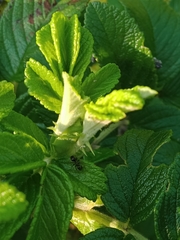 Formicidae