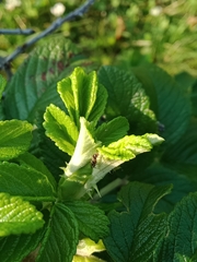 Formicidae