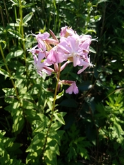 Saponaria officinalis