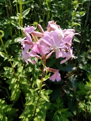 Saponaria officinalis