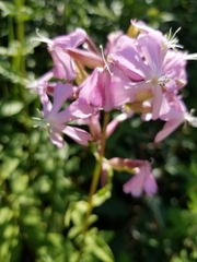 Saponaria officinalis