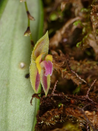 Cyrtostele Orchid
