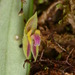 Lepanthes cyrtostele - Photo (c) Alex Reynolds, some rights reserved (CC BY-NC), uploaded by Alex Reynolds