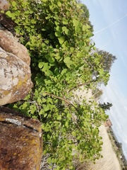 Erythrina flabelliformis
