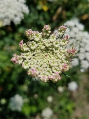 Daucus carota
