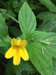 Erythranthe dentata
