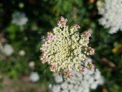 Daucus carota