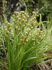 Chamorchis alpina