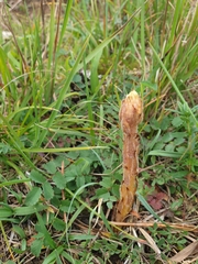 Orobanche elatior