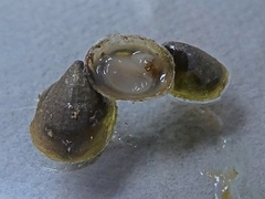 Ancylus fluviatilis