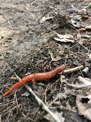 Pseudotriton ruber