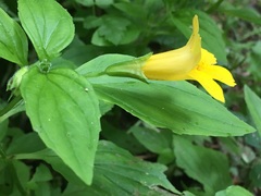 Erythranthe dentata