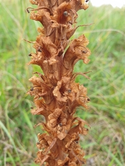 Orobanche elatior