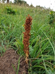 Orobanche elatior
