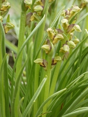 Chamorchis alpina