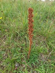 Orobanche elatior