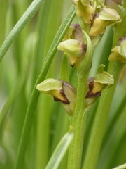 Chamorchis alpina