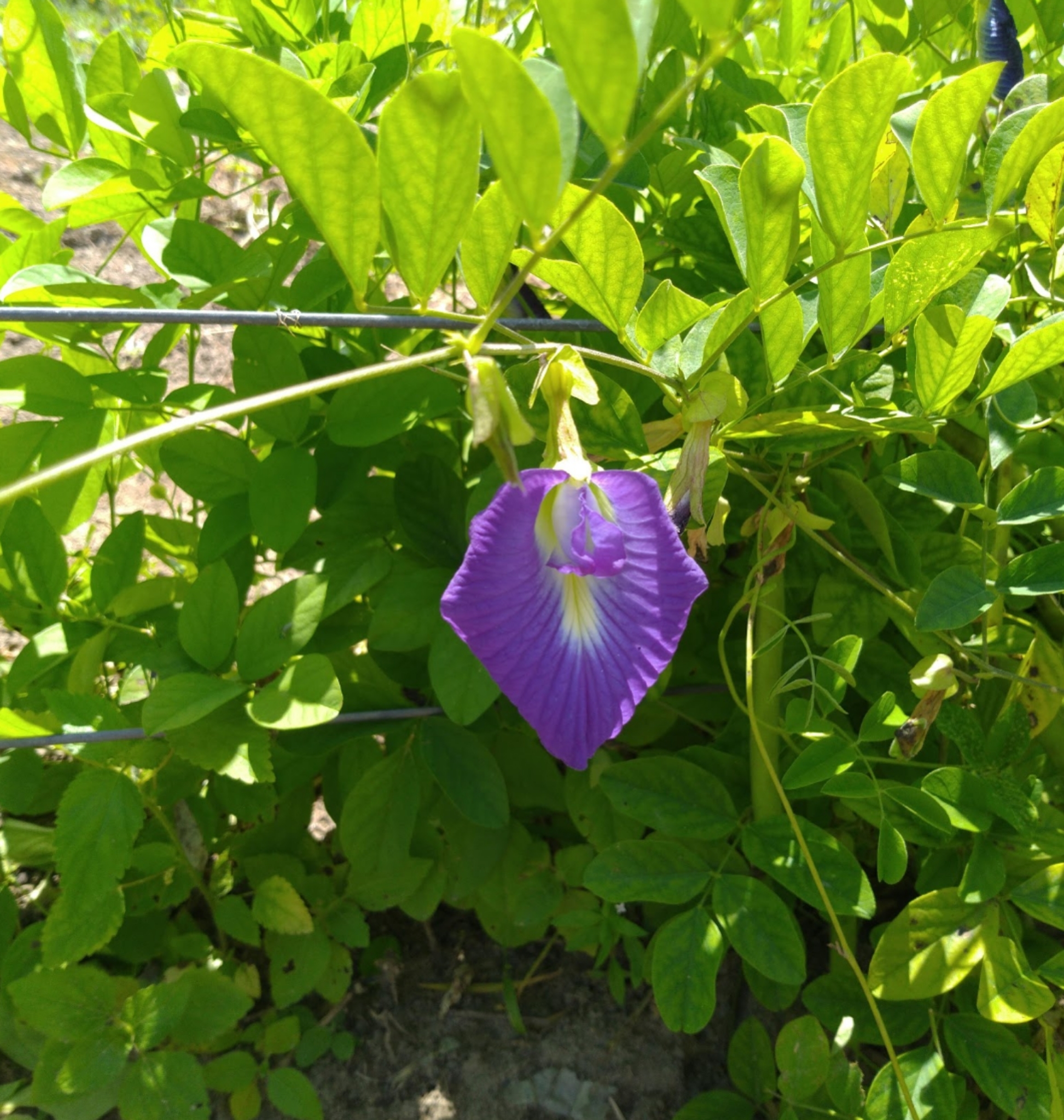 Clitoria ternatea