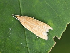 Helcystogramma rufescens