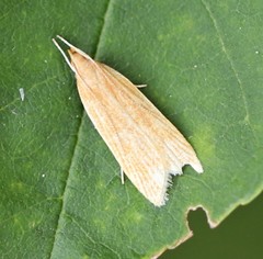 Helcystogramma rufescens