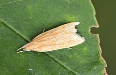 Helcystogramma rufescens