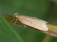 Helcystogramma rufescens
