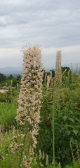 Eremurus