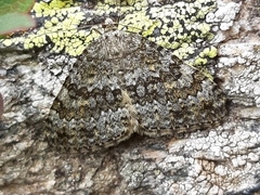 Entephria caesiata