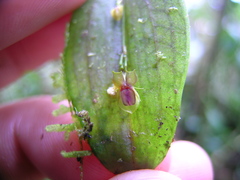 Lepanthes mucronata
