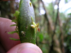 Lepanthes mucronata