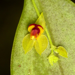 Lepanthes rhynchion