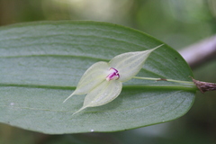 Lepanthes stupenda