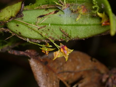 Lepanthes tachirensis