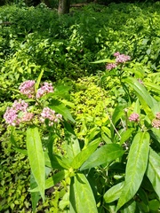 Asclepias incarnata