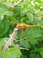 Sympetrum flaveolum