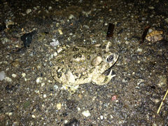 Anaxyrus californicus