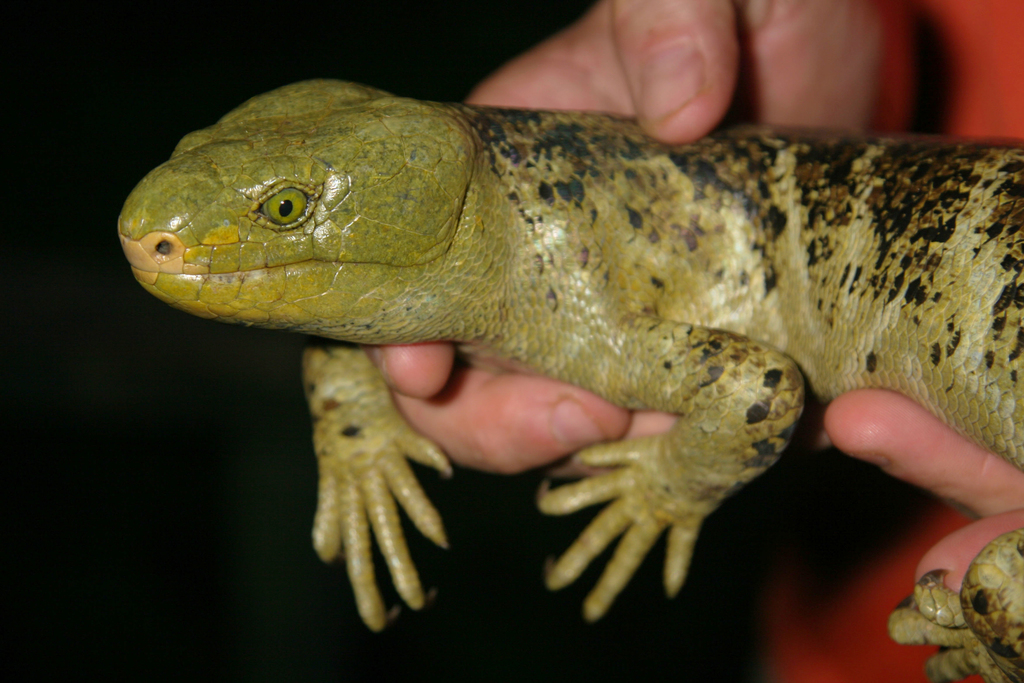 Solomon Islands Skink (Corucia zebrata)
