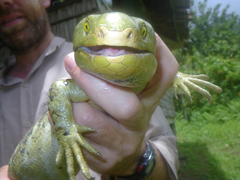 Solomon Island Skink photo 5
