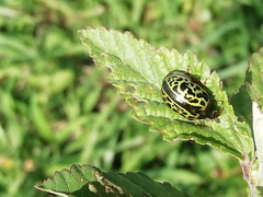 Calligrapha pantherina