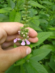 Teucrium canadense