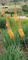 Eremurus