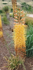 Eremurus