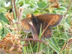 Erebia epiphron