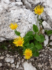 Doronicum columnae