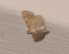 Aplogompha polymygmata