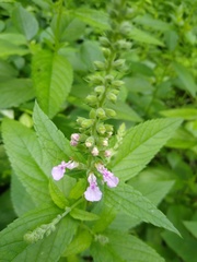 Teucrium canadense