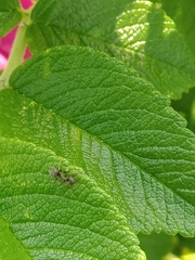 Formicinae